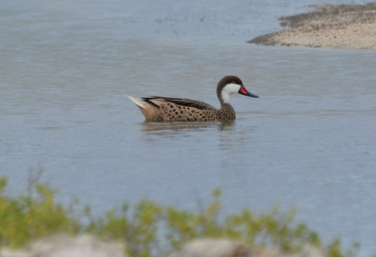 Bahamaente - ML647081154