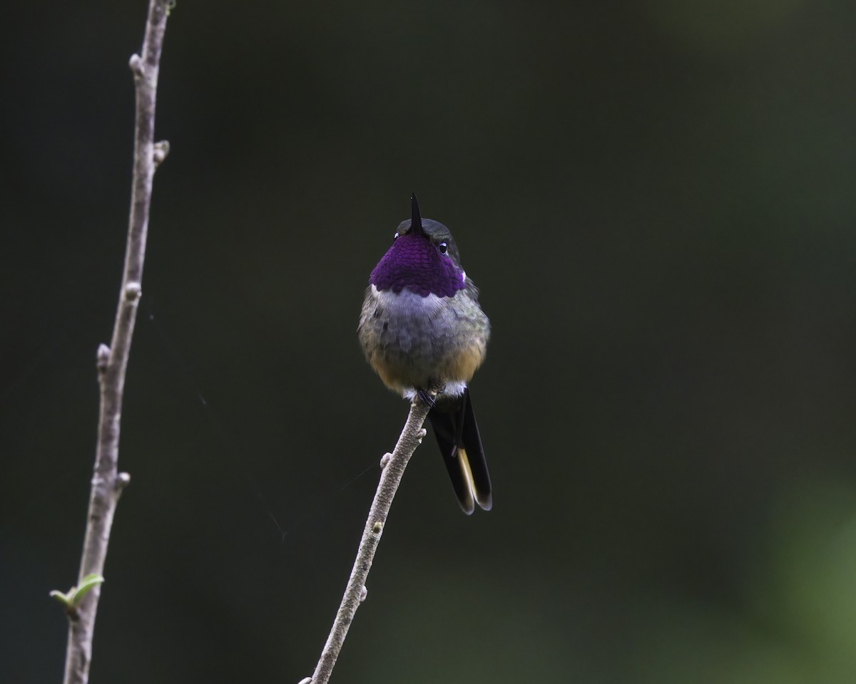 Violettkehl-Sternkolibri - ML647081155