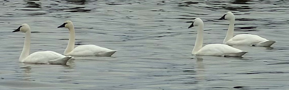 labuť malá - ML647081163