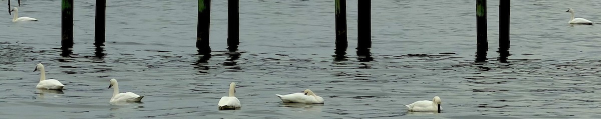 labuť malá - ML647081164