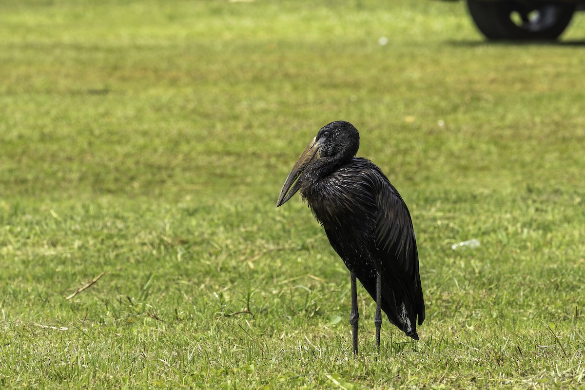 African Openbill - ML647081169