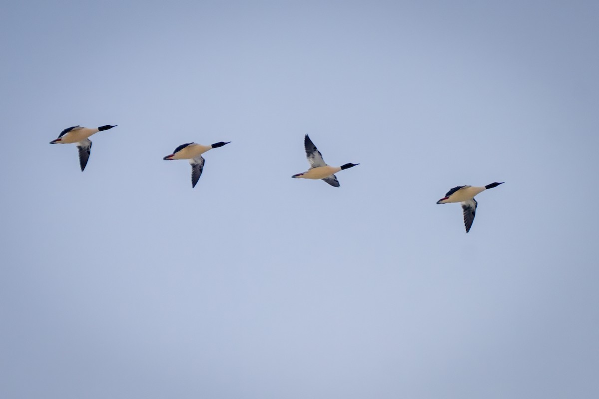 Крех великий - ML647081170