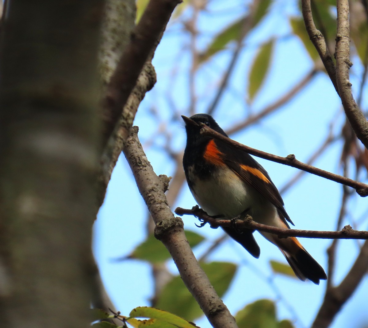 סבכון חכלילי - ML647081174