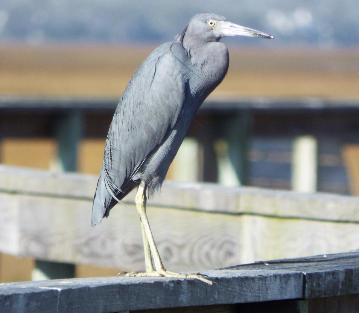 Little Blue Heron - ML647081175