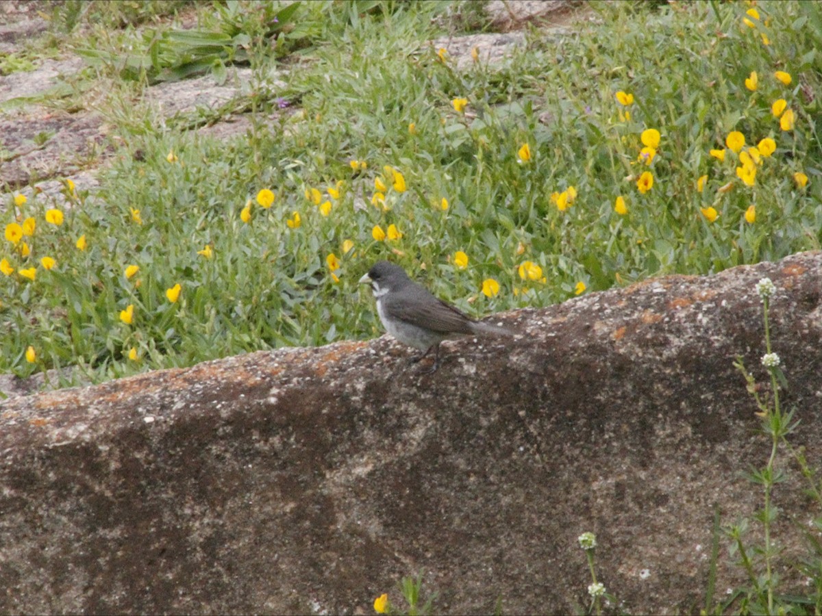 Расписной просяночник - ML647081177