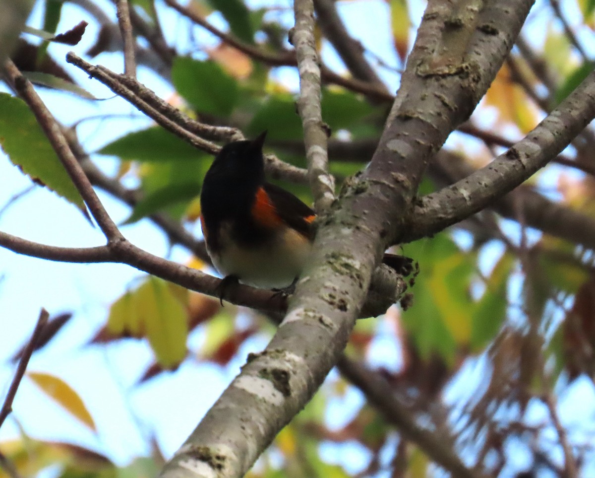 סבכון חכלילי - ML647081179