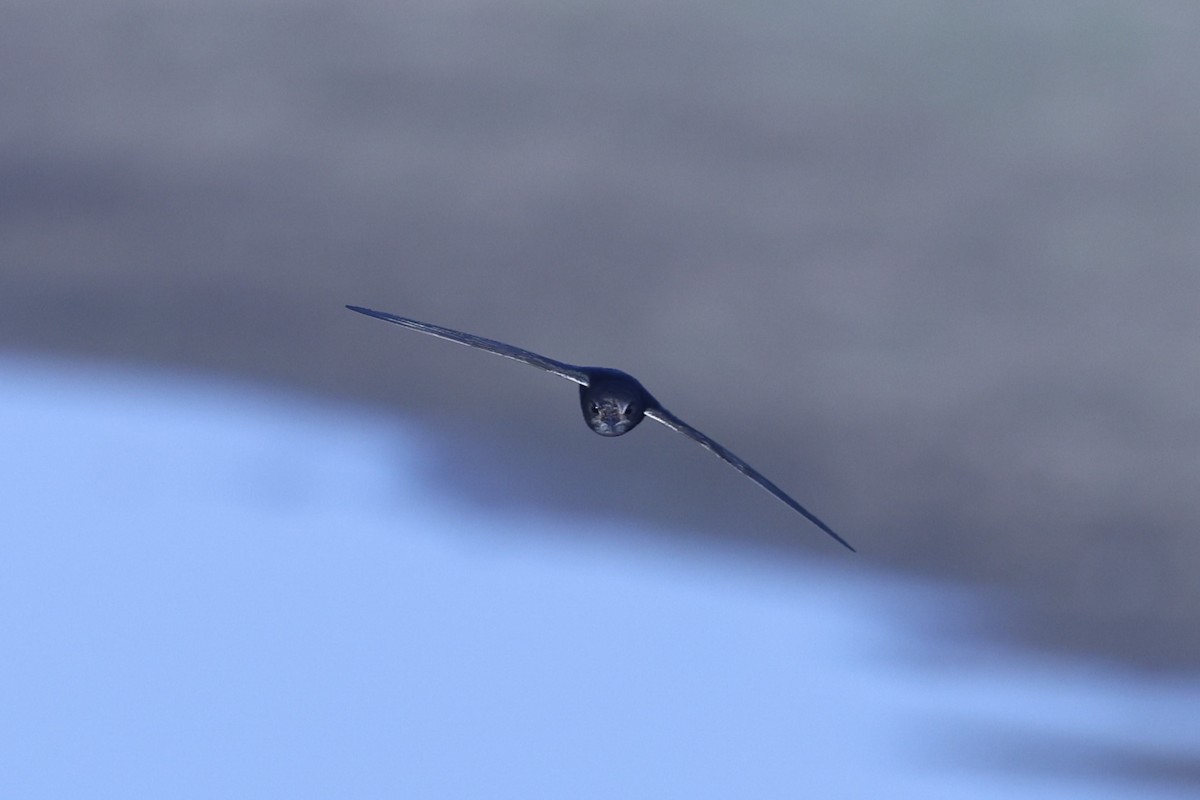 Mauersegler - ML647081180