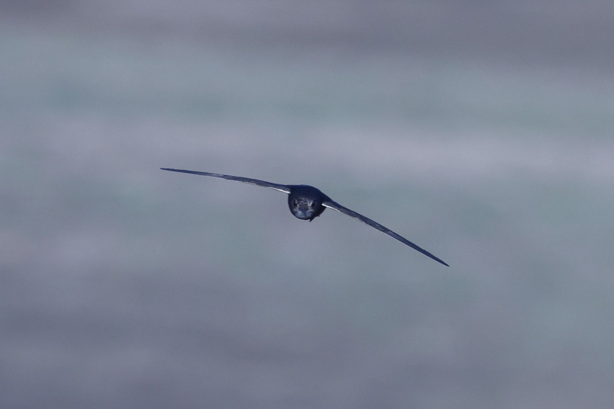 Mauersegler - ML647081181