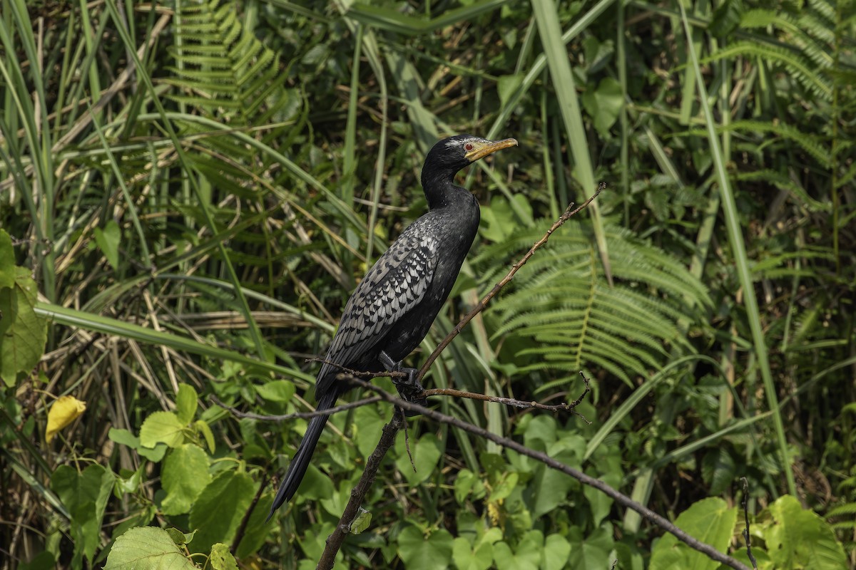 kormorán dlouhoocasý - ML647081182