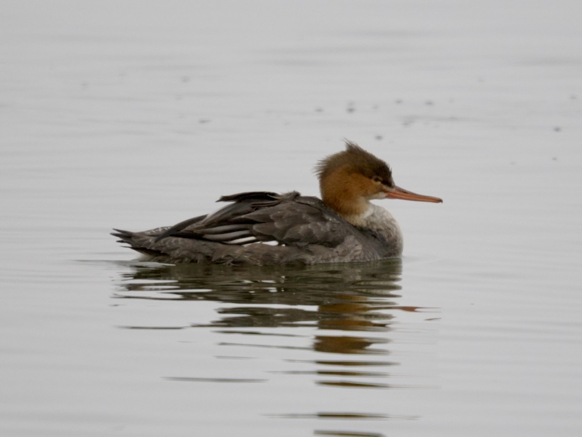 מרגון בינוני - ML647081192