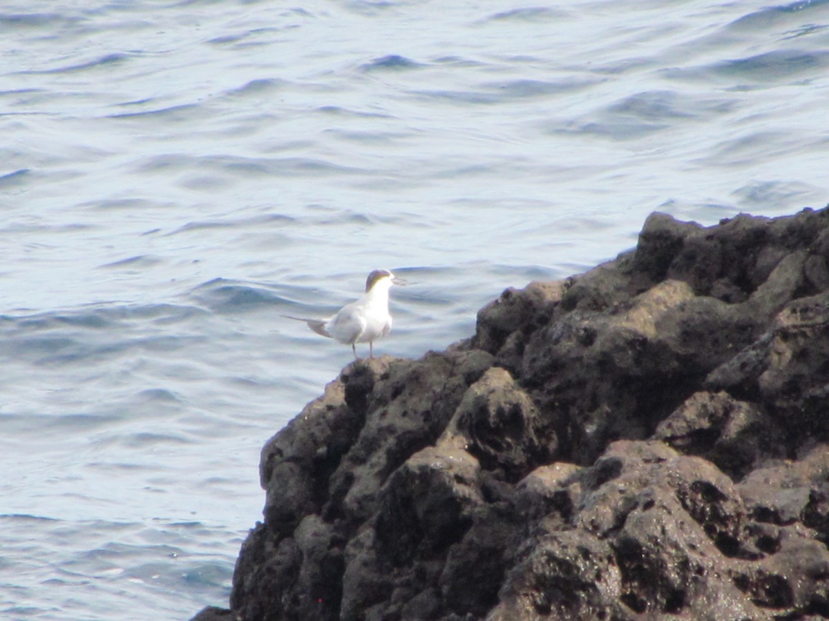 שחפית ים - ML647081201