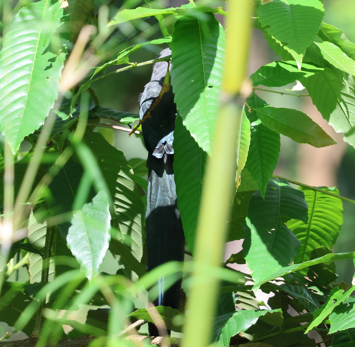 Green-billed Malkoha - ML647081202