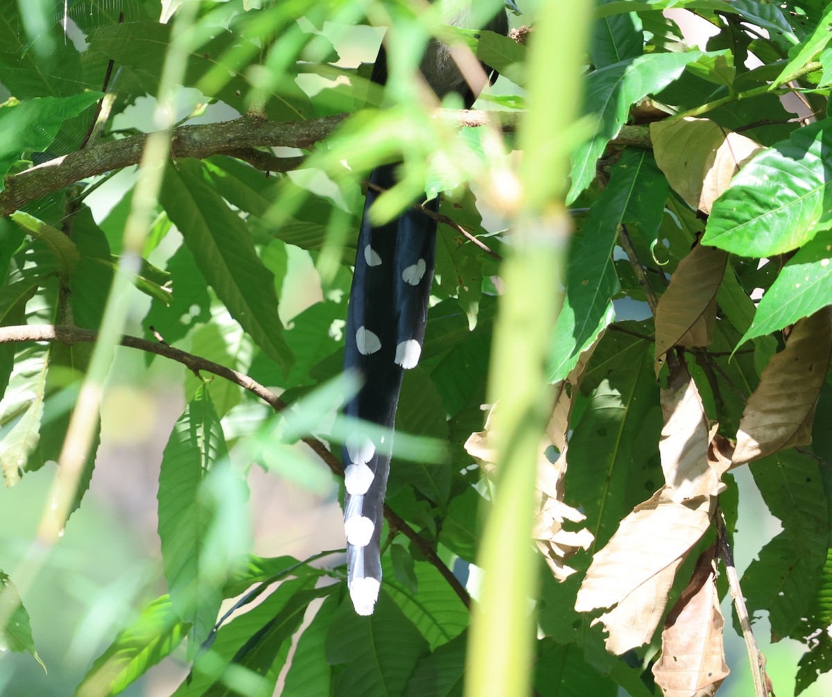 Green-billed Malkoha - ML647081214