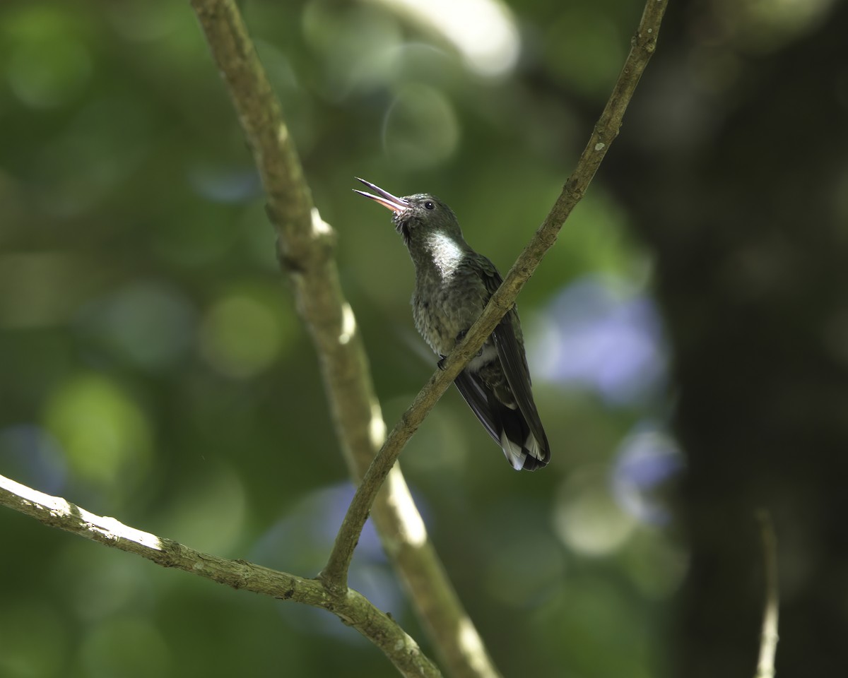 skjellbrystkolibri - ML647081219