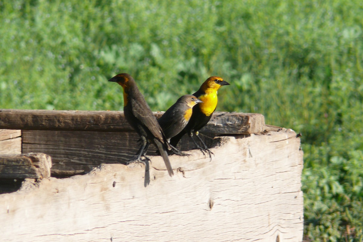 Yellow-headed Blackbird - ML647081223