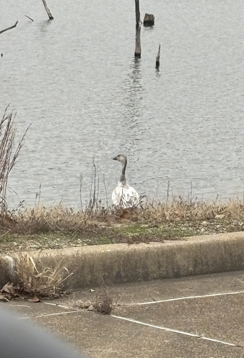 husa sněžní - ML647081234