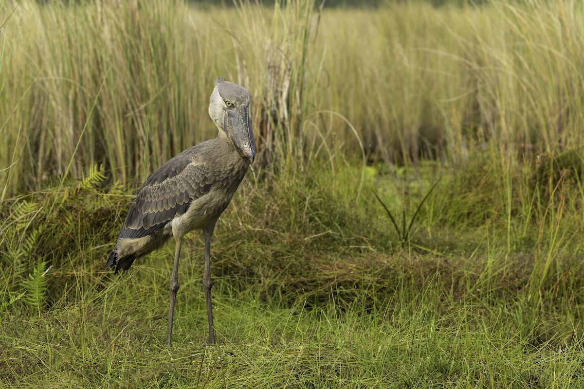 Китоголов - ML647081236