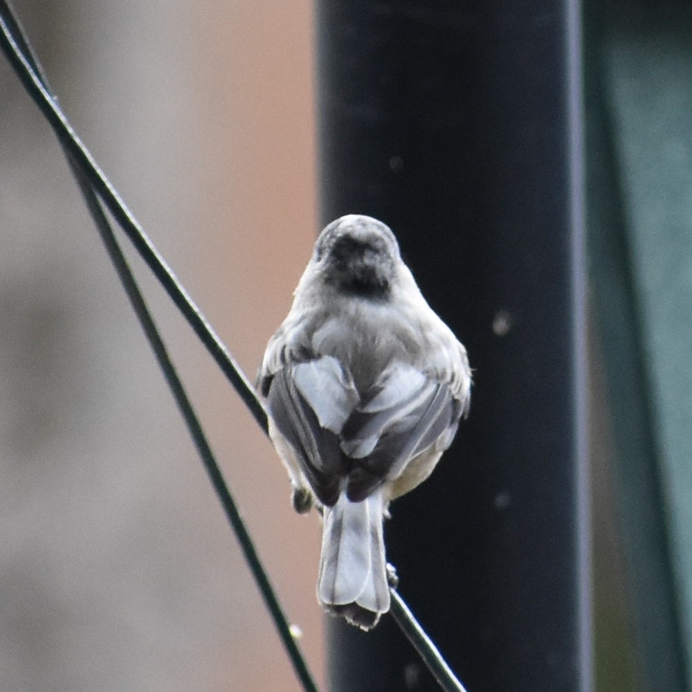 Black-capped Chickadee - ML647081242