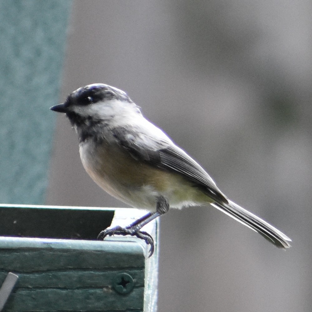 Black-capped Chickadee - ML647081248