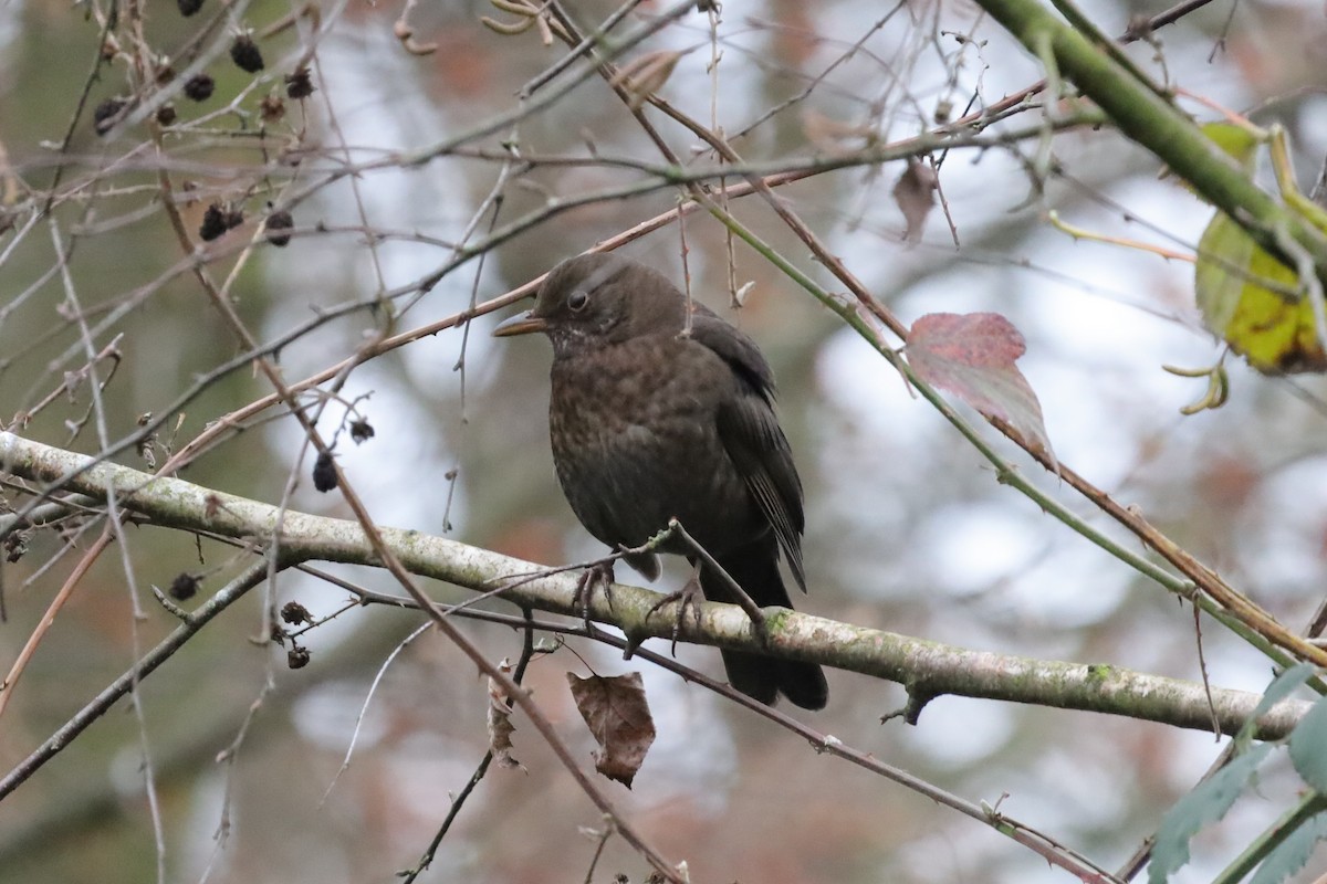 Eurasian Blackbird - ML647081251