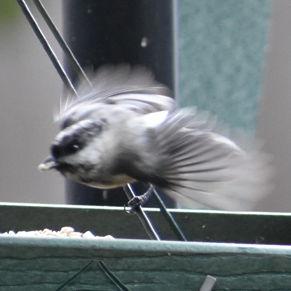 Black-capped Chickadee - ML647081252
