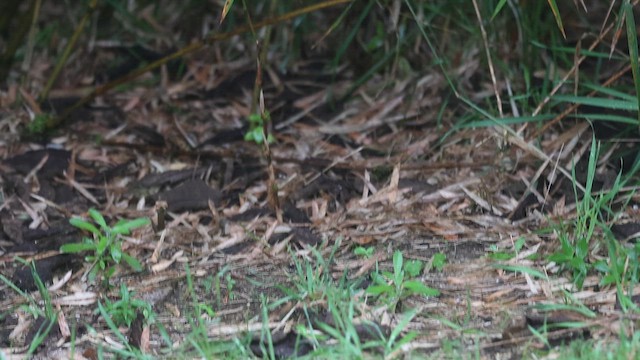 Santa Marta Antpitta - ML647081256