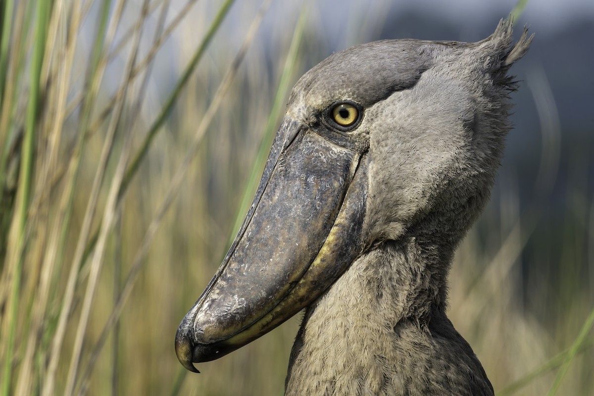 Китоголов - ML647081261