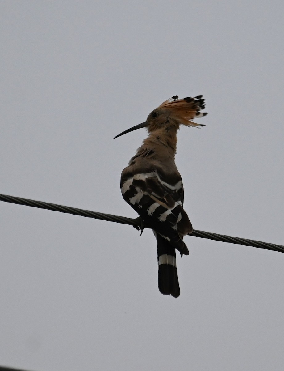 Common Hoopoe - ML647081262