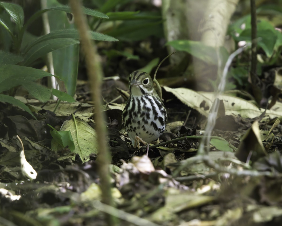 Pieperwaldsänger - ML647081264