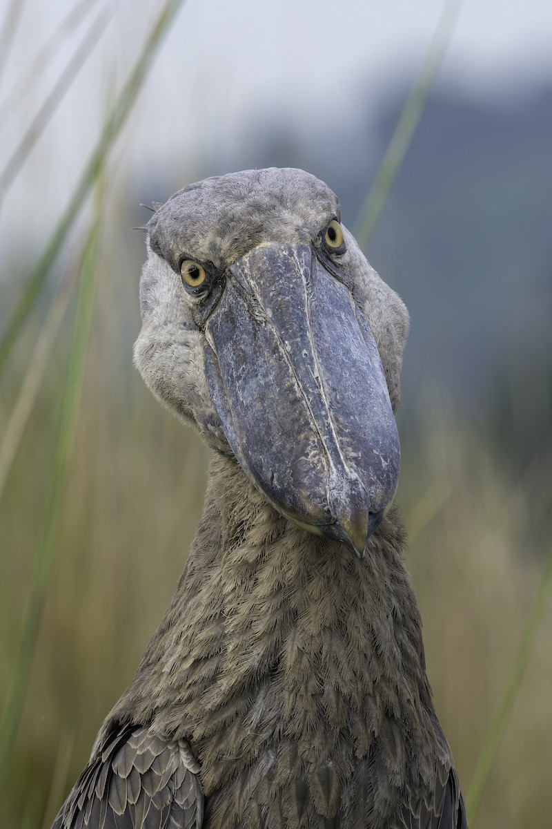 Китоголов - ML647081266