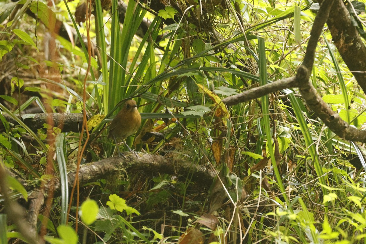 Sierra Nevada Antpitta - ML647081268