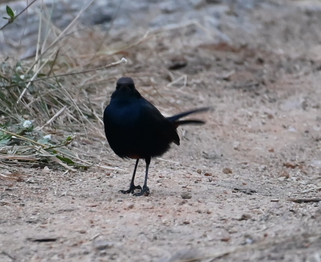 Indian Robin - ML647081269