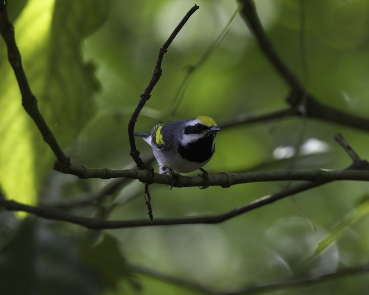 Goldflügel-Waldsänger - ML647081280