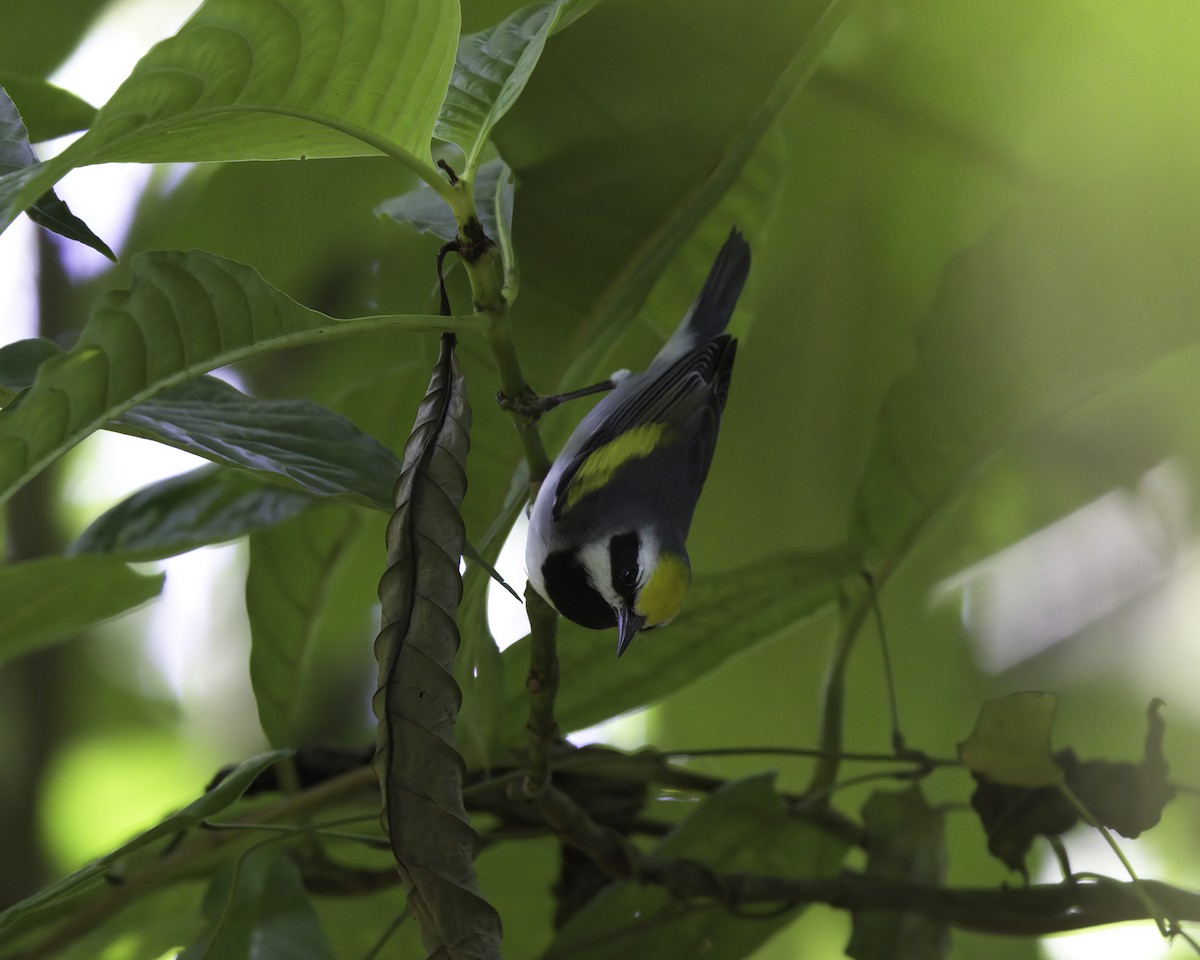 Goldflügel-Waldsänger - ML647081281