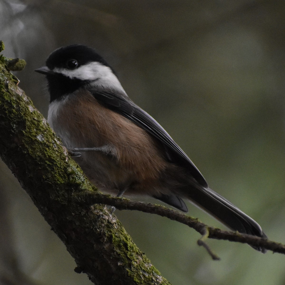 Black-capped Chickadee - ML647081285