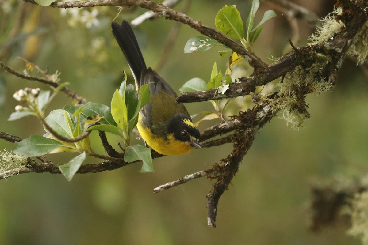 キクイタダキアメリカムシクイ - ML647081286