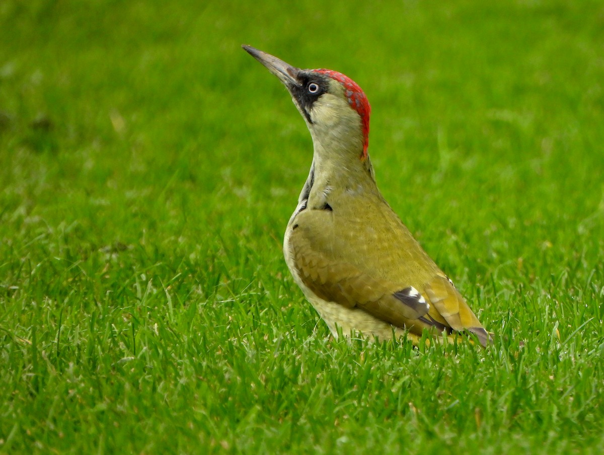 žluna zelená - ML647081287