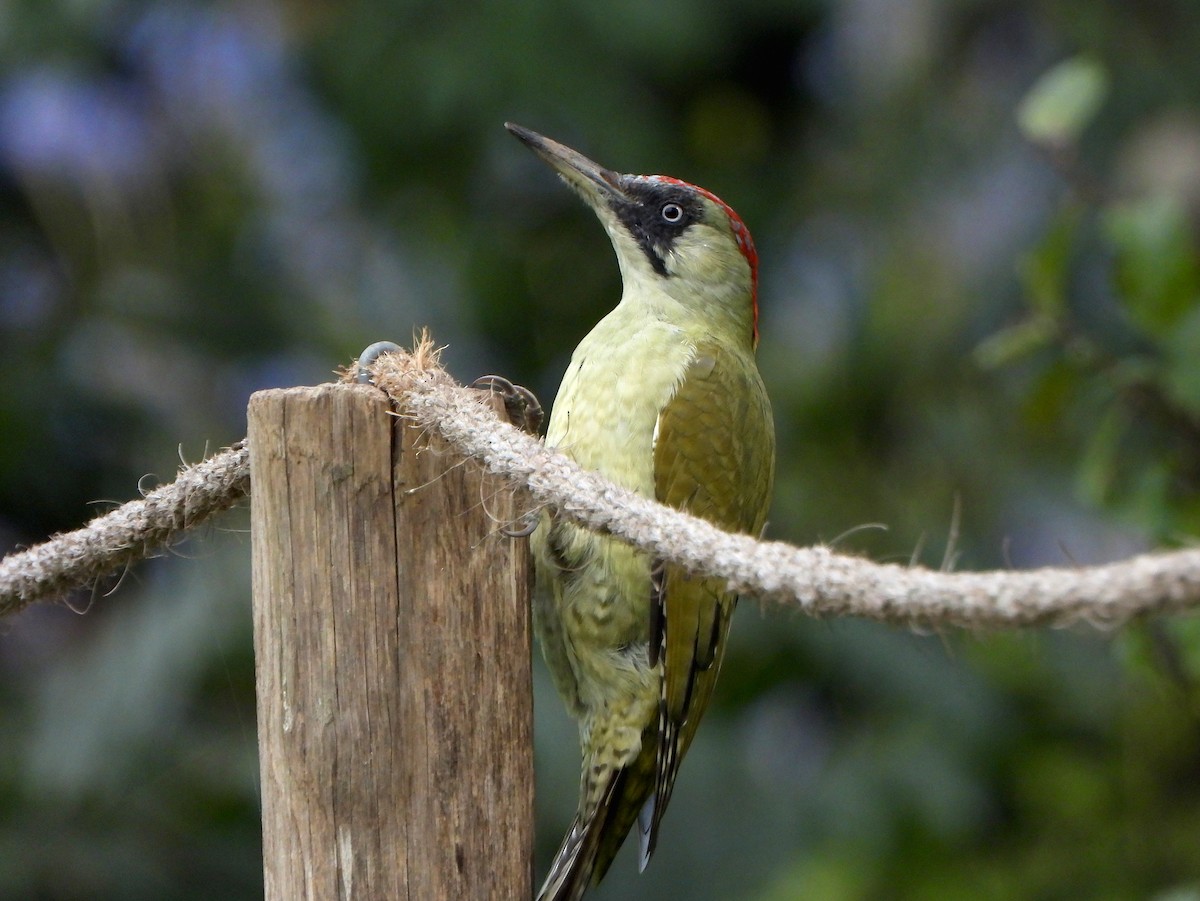 žluna zelená - ML647081288