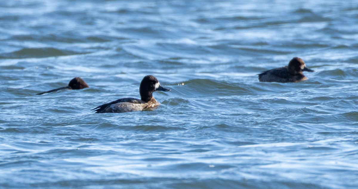Lesser Scaup - ML647081289