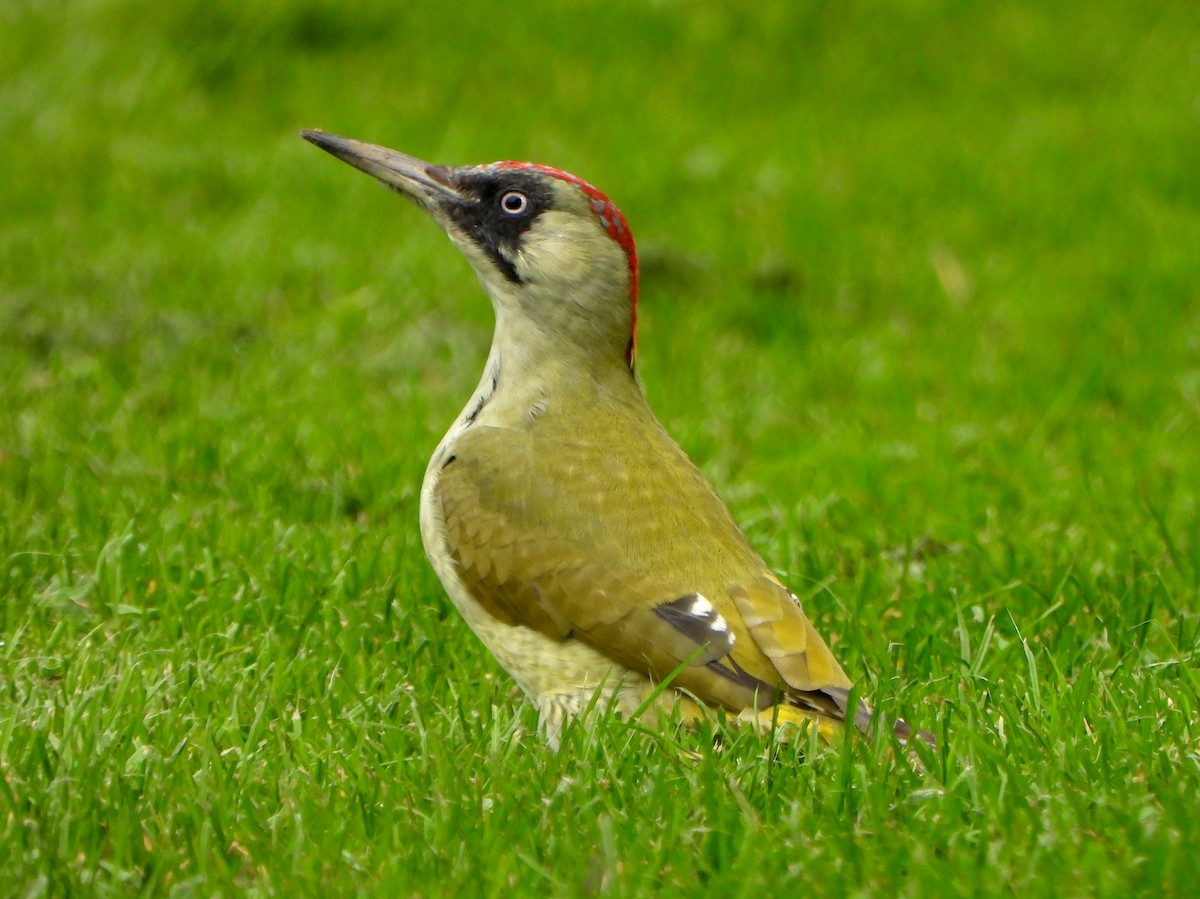 žluna zelená - ML647081290