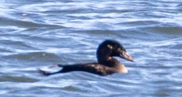 brilleand - ML647081295