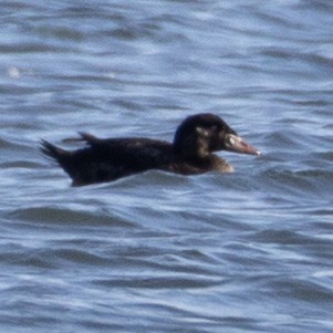 brilleand - ML647081296