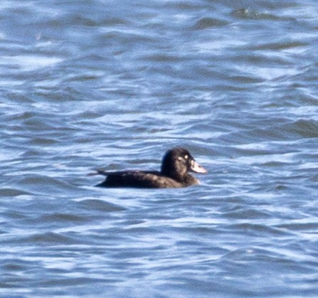 brilleand - ML647081297