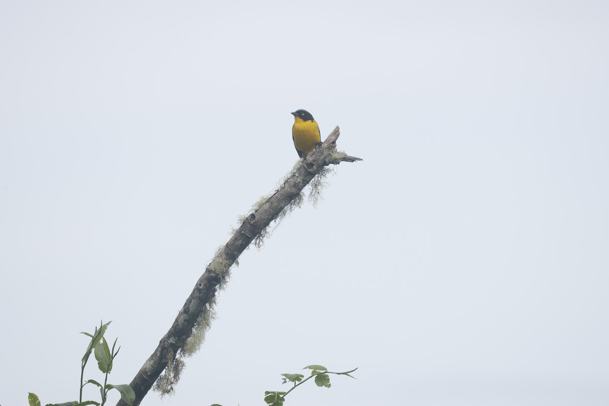 コロンビアヤマフウキンチョウ - ML647081299