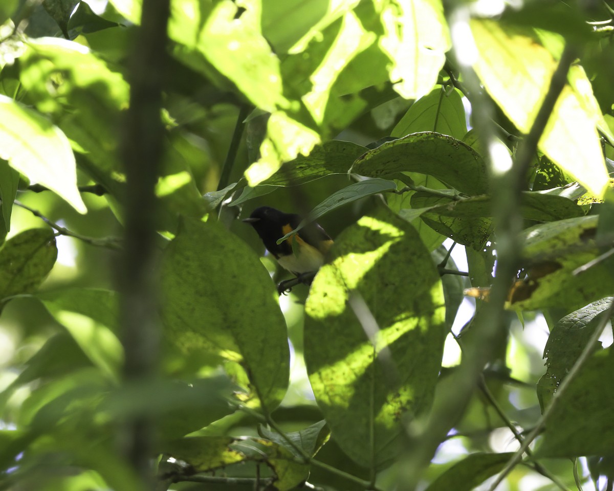 סבכון חכלילי - ML647081302