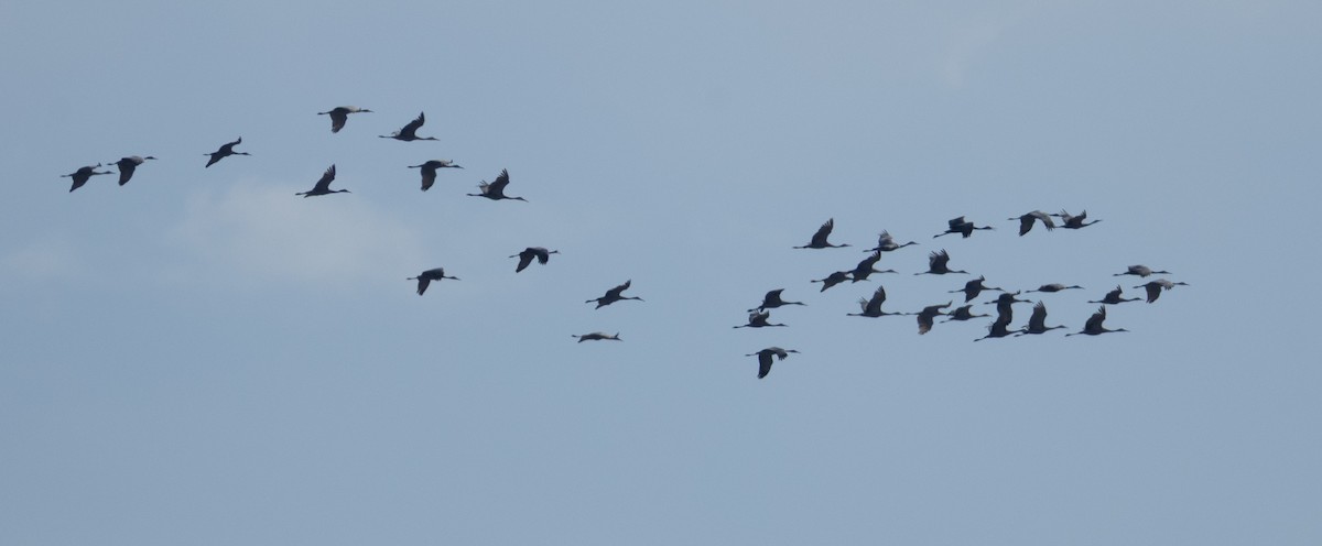 Sandhill Crane - ML647081303