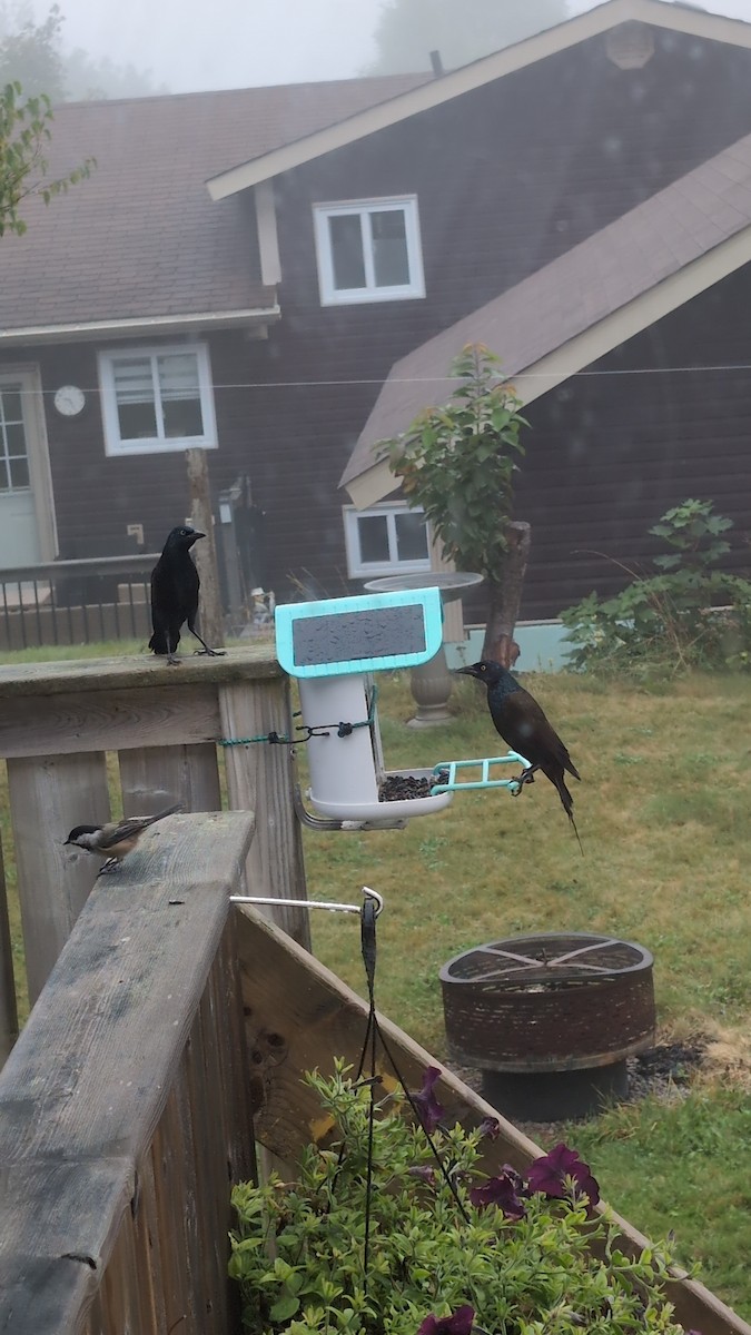 Common Grackle - ML647081306