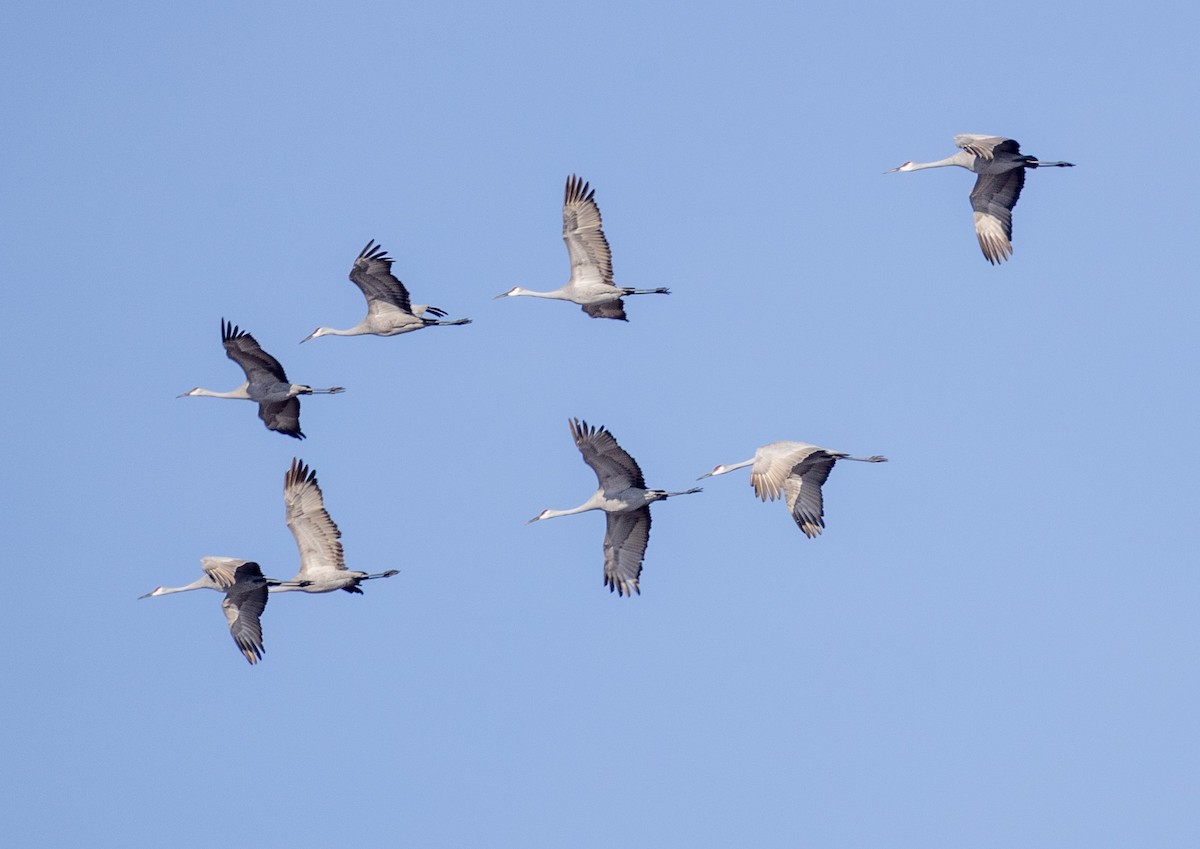 Sandhill Crane - ML647081310