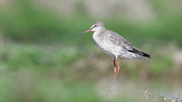 Spotted Redshank - ML647081318