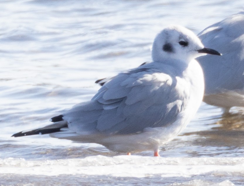Bonaparte's Gull - ML647081319